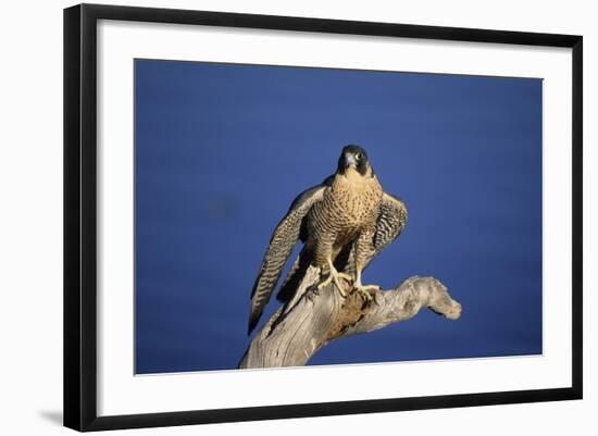 Falcon-outdoorsman-Framed Photographic Print