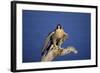 Falcon-outdoorsman-Framed Photographic Print