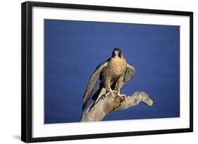 Falcon-outdoorsman-Framed Photographic Print