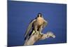 Falcon-outdoorsman-Mounted Photographic Print