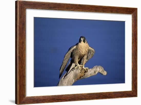 Falcon-outdoorsman-Framed Photographic Print
