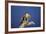 Falcon-outdoorsman-Framed Photographic Print