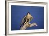 Falcon-outdoorsman-Framed Photographic Print
