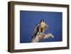 Falcon-outdoorsman-Framed Photographic Print