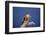 Falcon-outdoorsman-Framed Photographic Print