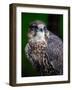 Falcon-Steven Maxx-Framed Photographic Print