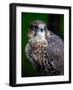 Falcon-Steven Maxx-Framed Photographic Print