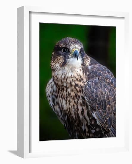 Falcon-Steven Maxx-Framed Photographic Print