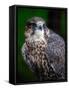 Falcon-Steven Maxx-Framed Stretched Canvas