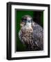 Falcon-Steven Maxx-Framed Premium Photographic Print
