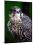 Falcon-Steven Maxx-Mounted Premium Photographic Print