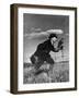 Falconry: Advancing-null-Framed Photographic Print