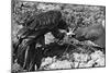 Falconry: Feeding-null-Mounted Photographic Print