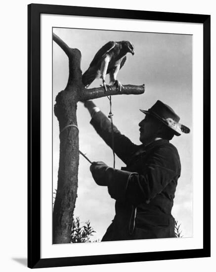 Falconry: on a Tree-null-Framed Photographic Print