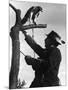 Falconry: on a Tree-null-Mounted Photographic Print