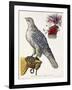 Falconry, Plate 3, from 'Deliciae Naturae Selectae', 1771-Georg Wolfgang Knorr-Framed Giclee Print