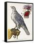 Falconry, Plate 3, from 'Deliciae Naturae Selectae', 1771-Georg Wolfgang Knorr-Framed Stretched Canvas