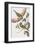 Falcunculus Leucogaster-John Gould-Framed Giclee Print