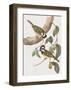 Falcunculus Leucogaster-John Gould-Framed Giclee Print
