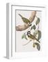 Falcunculus Leucogaster-John Gould-Framed Giclee Print