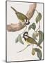 Falcunculus Leucogaster-John Gould-Mounted Giclee Print