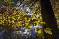 Autumn Foliage in the Lake-Falk Hermann-Photographic Print