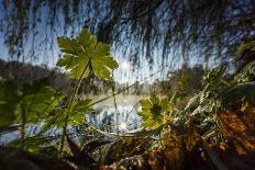 Small Feather Swims in the Water-Falk Hermann-Photographic Print