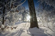 Stream Course in the Winter Wood, Triebtal, Vogtland, Saxony, Germany-Falk Hermann-Photographic Print