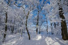 Icicles in the Stream Course in the Winter Wood, Triebtal, Vogtland, Saxony, Germany-Falk Hermann-Photographic Print