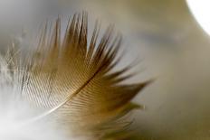 Spiderweb in the Profile-Falk Hermann-Photographic Print