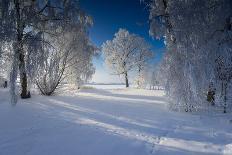 Deeply Snow-Covered Winter Scenery with Bright Sunshine, Saxony, Germany-Falk Hermann-Photographic Print