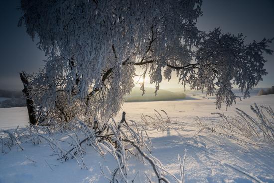 Premium Photographic Print, , large