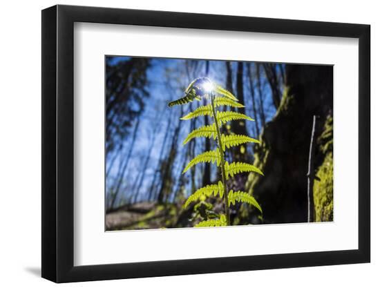 Photographic Print, , large