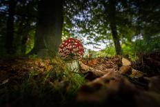 Autumn Foliage in the Lake-Falk Hermann-Photographic Print