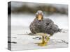 Falkland flightless steamer duck. Falkland Islands-Martin Zwick-Stretched Canvas