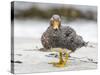 Falkland flightless steamer duck. Falkland Islands-Martin Zwick-Stretched Canvas