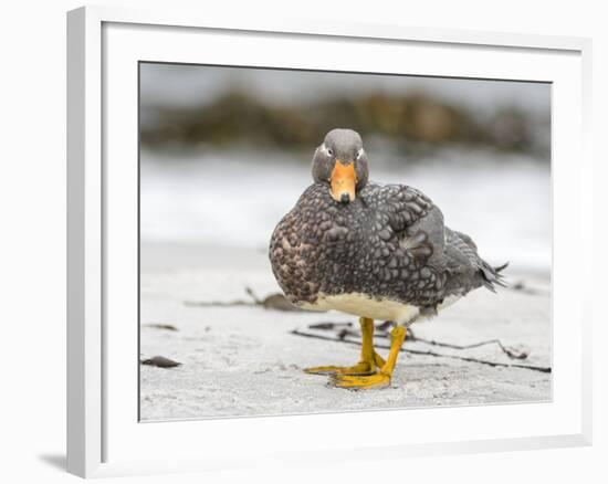 Falkland flightless steamer duck. Falkland Islands-Martin Zwick-Framed Photographic Print