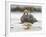 Falkland flightless steamer duck. Falkland Islands-Martin Zwick-Framed Photographic Print