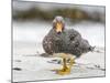 Falkland flightless steamer duck. Falkland Islands-Martin Zwick-Mounted Photographic Print