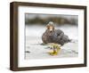 Falkland flightless steamer duck. Falkland Islands-Martin Zwick-Framed Photographic Print