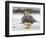 Falkland flightless steamer duck. Falkland Islands-Martin Zwick-Framed Photographic Print