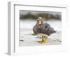 Falkland flightless steamer duck. Falkland Islands-Martin Zwick-Framed Photographic Print