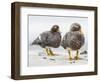 Falkland flightless steamer duck. Falkland Islands-Martin Zwick-Framed Photographic Print