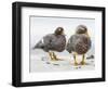 Falkland flightless steamer duck. Falkland Islands-Martin Zwick-Framed Photographic Print