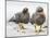 Falkland flightless steamer duck. Falkland Islands-Martin Zwick-Mounted Photographic Print