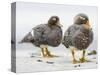 Falkland flightless steamer duck. Falkland Islands-Martin Zwick-Stretched Canvas