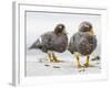 Falkland flightless steamer duck. Falkland Islands-Martin Zwick-Framed Photographic Print