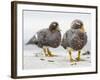 Falkland flightless steamer duck. Falkland Islands-Martin Zwick-Framed Photographic Print