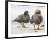 Falkland flightless steamer duck. Falkland Islands-Martin Zwick-Framed Photographic Print