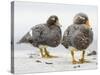 Falkland flightless steamer duck. Falkland Islands-Martin Zwick-Stretched Canvas